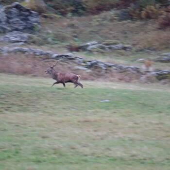 Brame du cerf dans la vallée de Rosuel